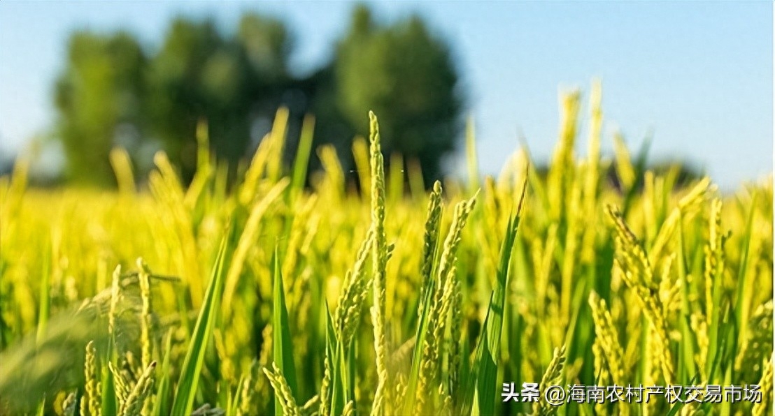 車輛抵押融資(土地違規抵押融資整改)? (http://www.771378.com/) 知識問答 第1張