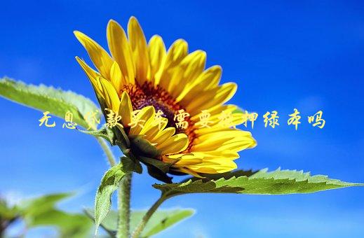 沒綠本車可以抵押嗎(抵押車沒綠本可以報廢處理嗎)? (http://www.771378.com/) 知識問答 第1張