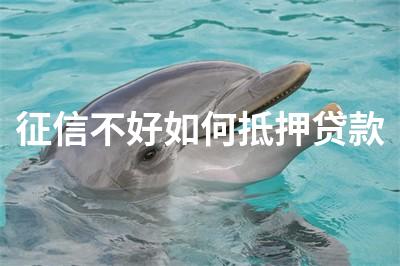 征信不好不押車貸款(押征信貸款車好過戶嗎)? (http://www.771378.com/) 知識問答 第1張